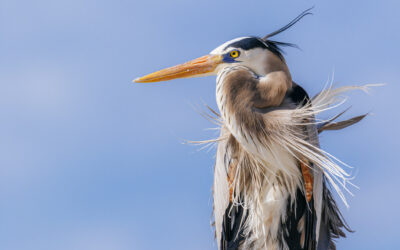Great Blue Heron Rookeries are Surprisingly Sensitive