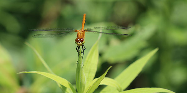 dragonfly pic