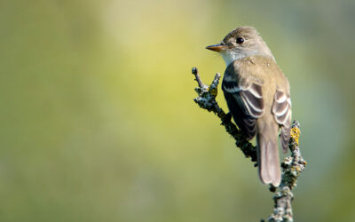 Is the Southwestern Willow Flycatcher out of luck?