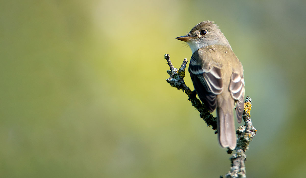 Is the Southwestern Willow Flycatcher out of luck? - Forever Our Rivers