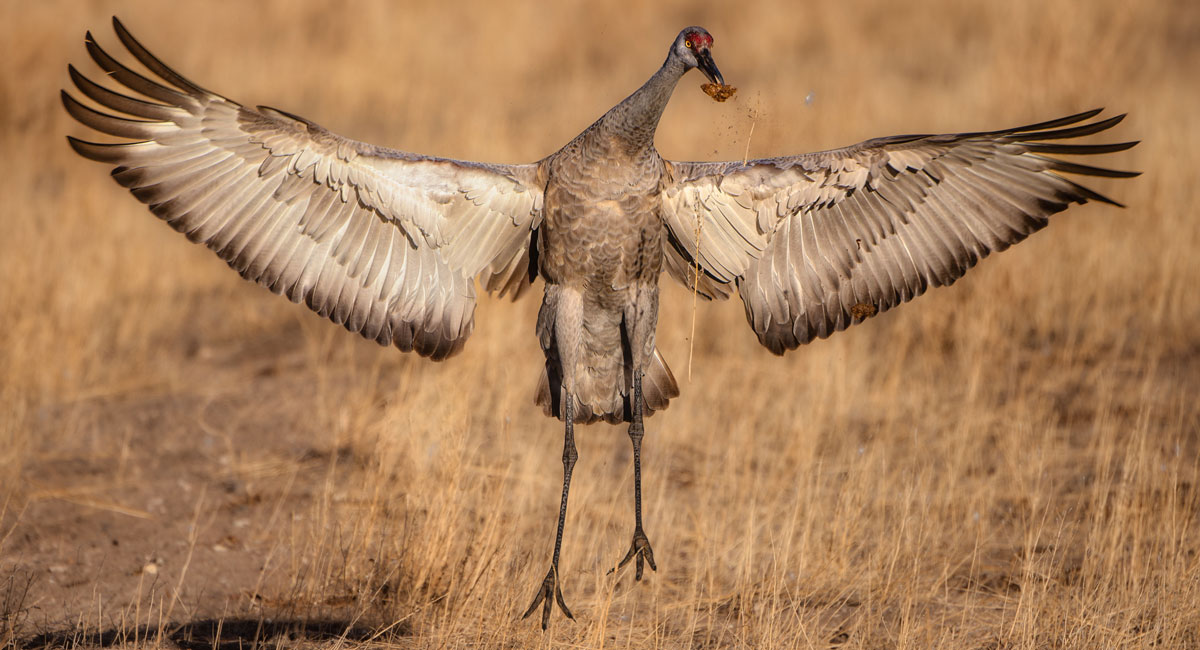 While common, sandhill cranes are nothing short of extraordinary
