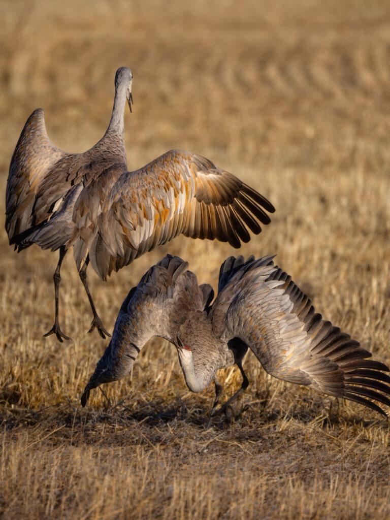 Five fast facts about loud but lovely sandhill cranes