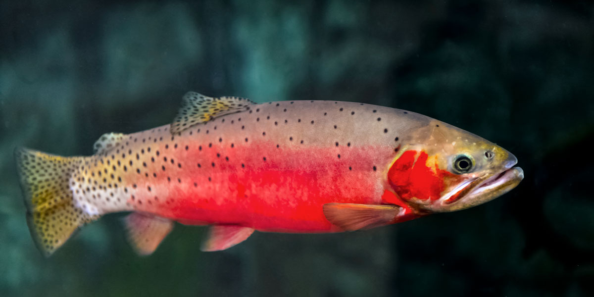 A little fish with a big reputation: the Colorado River cutthroat trout ...