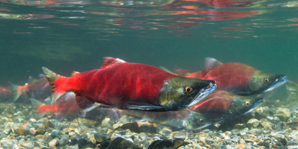 Preserving the Spectacle Kokanee Salmon Run in the Gunnison River